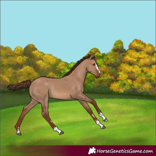 Horse Color:Red Dun Rabicano