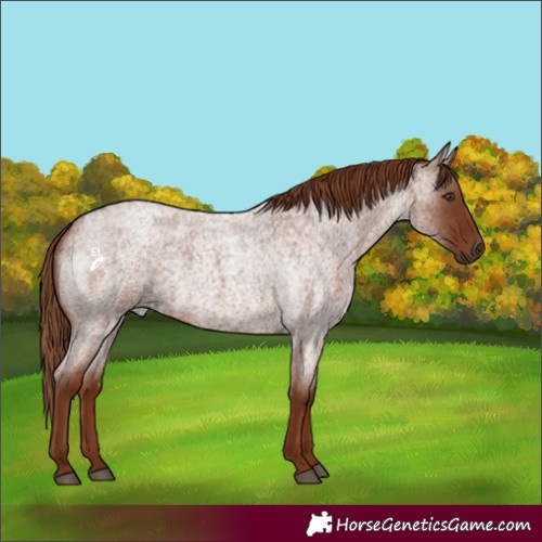 Horse Color:Red Roan Rabicano 