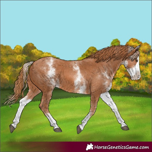 Horse Color:White Spotted Chestnut Splash 