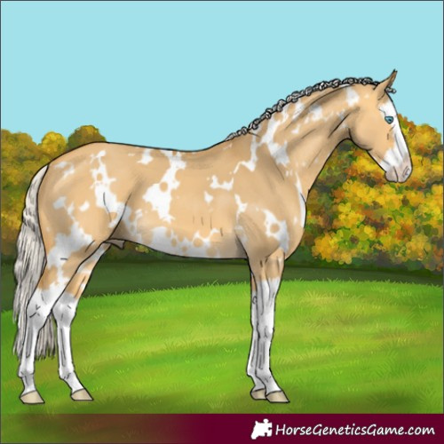 Horse Color:White Spotted Silver Buckskin Dun Splash 