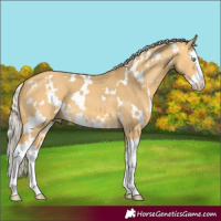 Horse Color:White Spotted Silver Buckskin Dun Splash