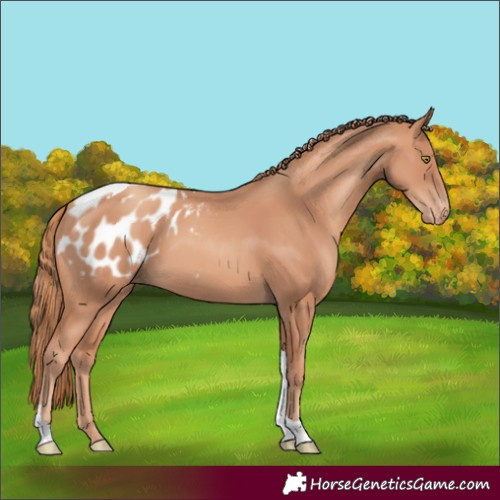 Horse Color:Gold Champagne Tobiano Appaloosa 