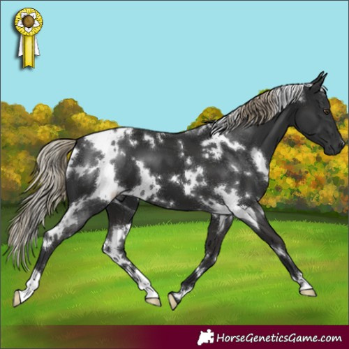 Horse Color:White Spotted Liver Chestnut 