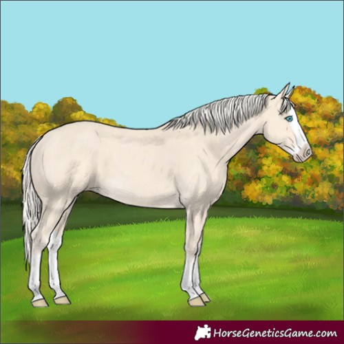 Horse Color:Cremello Splash  and Cremello Splash 