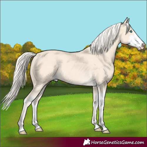 Horse Color:Cremello Splash  and Cremello Splash 
