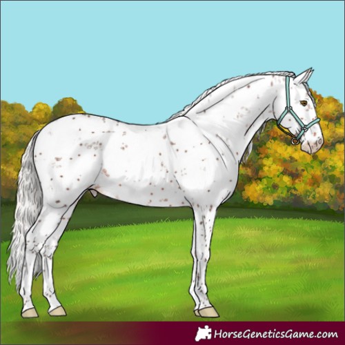 Horse Color:Silver Brown Sabino Appaloosa Rabicano 