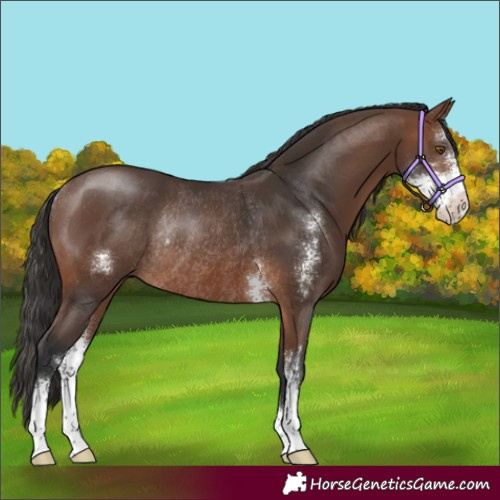 Horse Color:Brown Sabino Rabicano