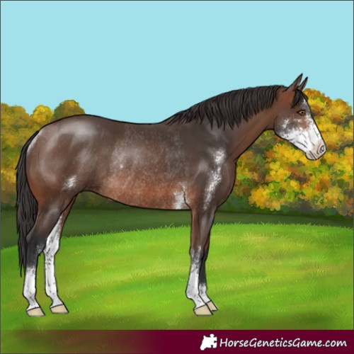 Horse Color:Unknown 