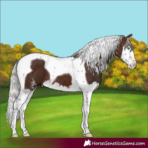Horse Color:Silver Brown Sabino Splash Tobiano 