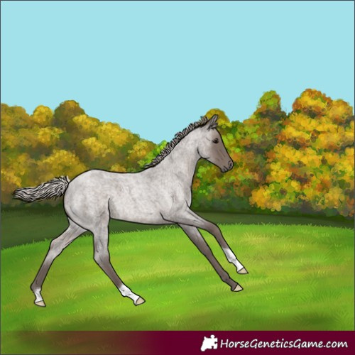 Horse Color:Silver Blue Roan 