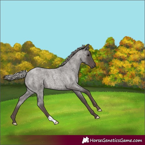 Horse Color:Silver Blue Roan 
