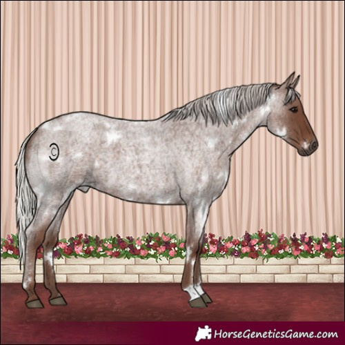 Horse Color:White Spotted Silver Blue Roan 