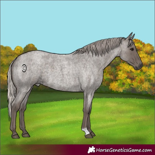 Horse Color:Silver Blue Roan 
