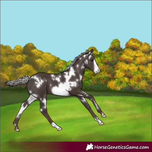 Horse Color:White Spotted Silver Black Frame 
