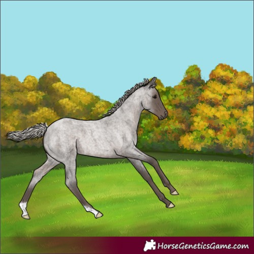 Horse Color:Silver Blue Roan 