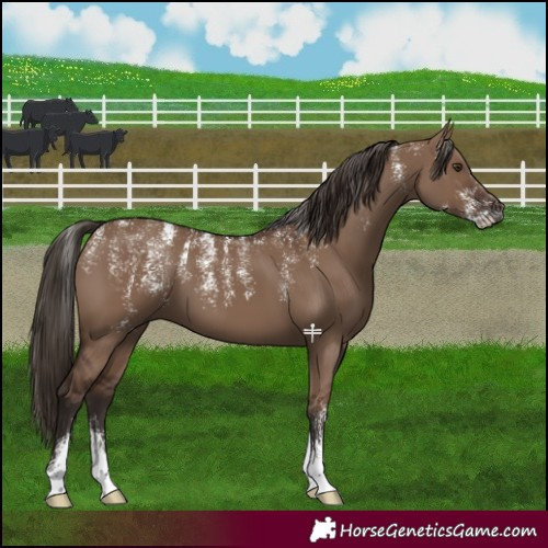 Horse Color:Powder White Liver Red Dun 
