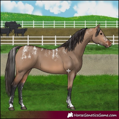 Horse Color:Powder White Bay Dun 