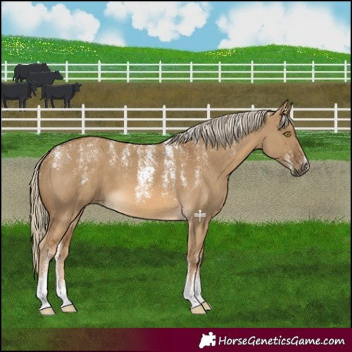 Horse Color:Powder White Chocolate Palomino Dun 