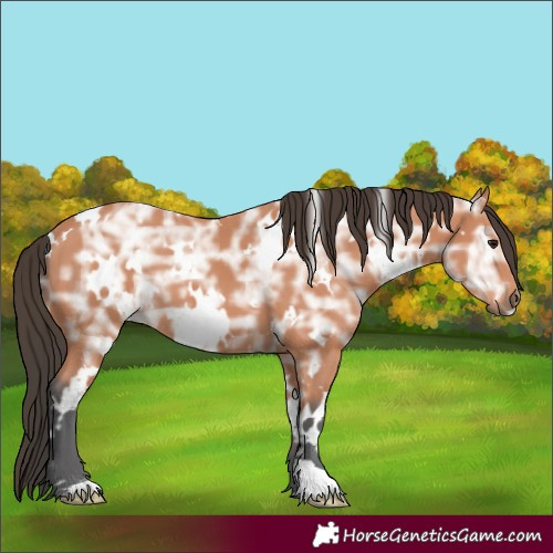 Horse Color:White Spotted Bay Ice 
