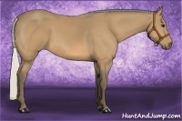 Horse Color:Silver Buckskin 