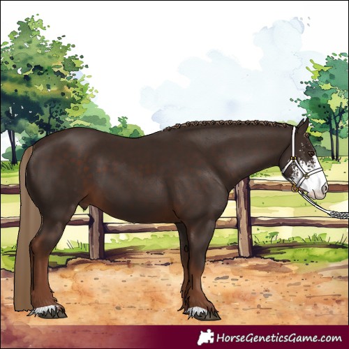 Horse Color:Liver Chestnut Sabino 