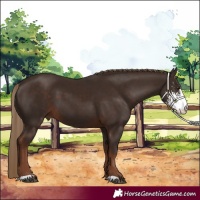 Horse Color:Liver Chestnut Sabino
