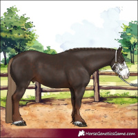 Horse Color:Liver Chestnut Sabino 