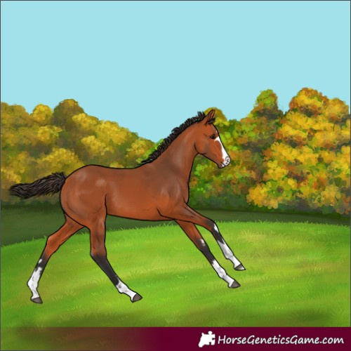 Horse Color:Bay 