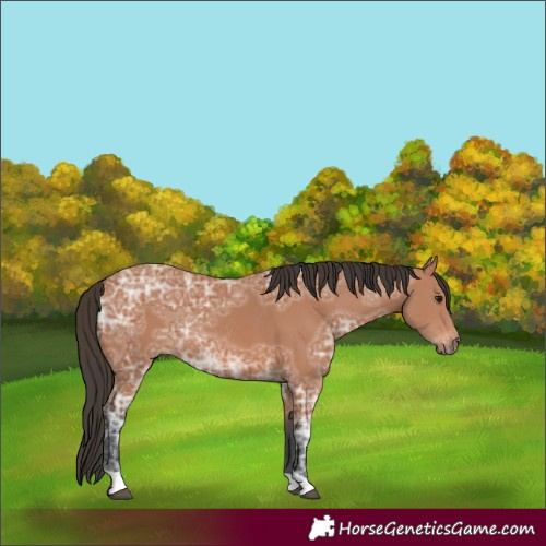 Horse Color:Bay Ice Rabicano 