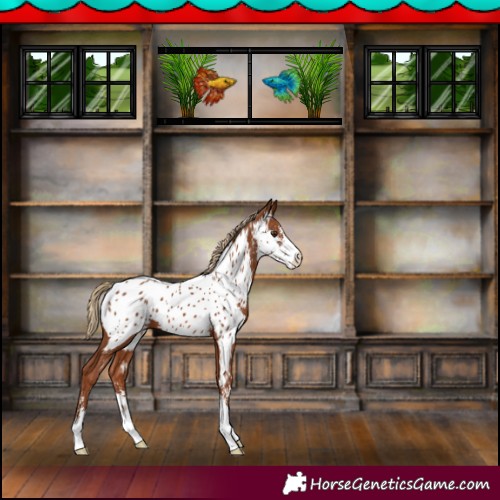 Horse Color:Chestnut Sabino Appaloosa 
