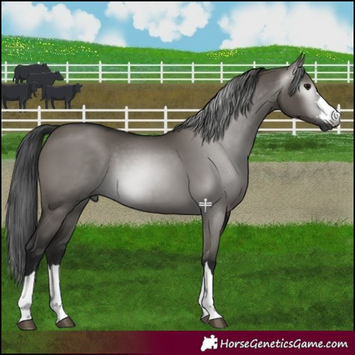 Horse Color:Gray Smoky Grullo