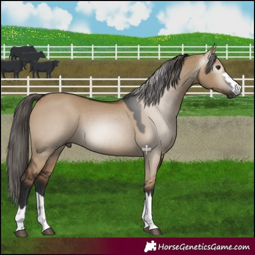 Horse Color:Gray Liver Red Dun