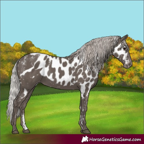 Horse Color:Powder White Silver Black Mushroom Skewed Appaloosa Rabicano