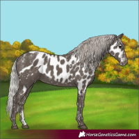 Horse Color:Powder White Silver Black Mushroom Skewed LP Spotted Rabicano 