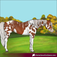 Horse Color:Powder White Silver Brown Splash Tobiano Skewed LP Spotted Rabicano 