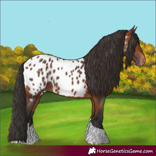 Horse Color:Bay Tobiano Appaloosa