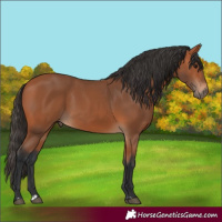 Horse Color:Bay 
