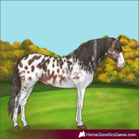 Horse Color:White Spotted Bay Appaloosa 