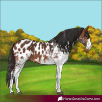 Horse Color:White Spotted Bay Appaloosa 