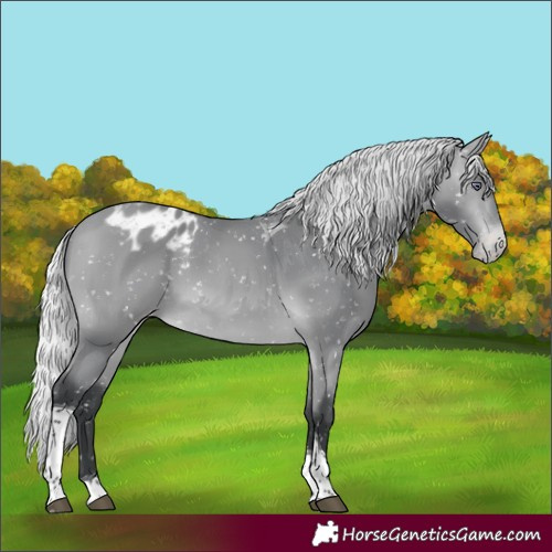 Horse Color:Silver Bay Chinchilla Tobiano Appaloosa