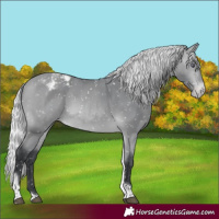 Horse Color:Silver Bay Chinchilla Tobiano Appaloosa 
