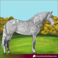 Horse Color:Silver Bay Chinchilla Tobiano Appaloosa 