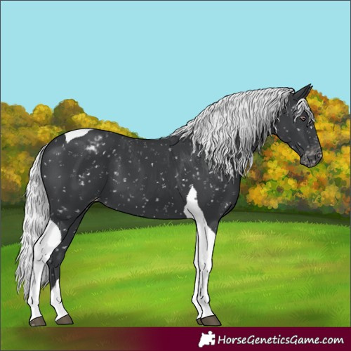 Horse Color:Silver Black Chinchilla Tobiano Appaloosa 