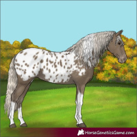 Horse Color:Silver Smoky Black Tobiano Appaloosa