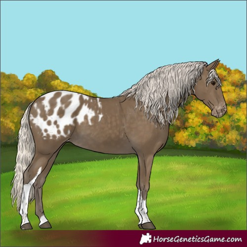 Horse Color:Silver Smoky Black Tobiano Appaloosa 