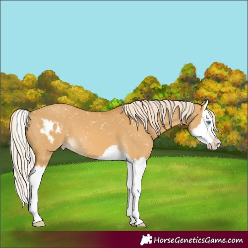 Horse Color:Palomino Dun Splash Skewed Appaloosa 