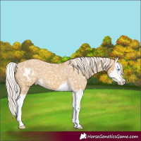 Horse Color:Palomino Dun Splash Skewed LP Spotted 