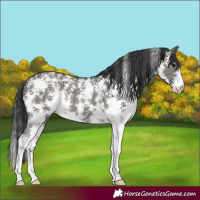 Horse Color:Grullo Sabino Rabicano 