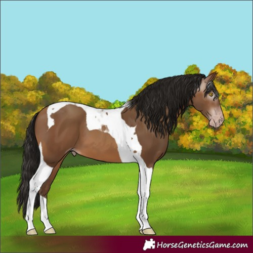 Horse Color:Gray Amber Champagne Tobiano 