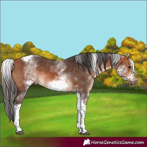 Horse Color:White Spotted Bay Tobiano Frame 